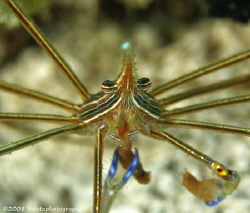 An Arrow crab feeds itself. Cozumel. Canon 400D 100mm. by Paul Holota 
